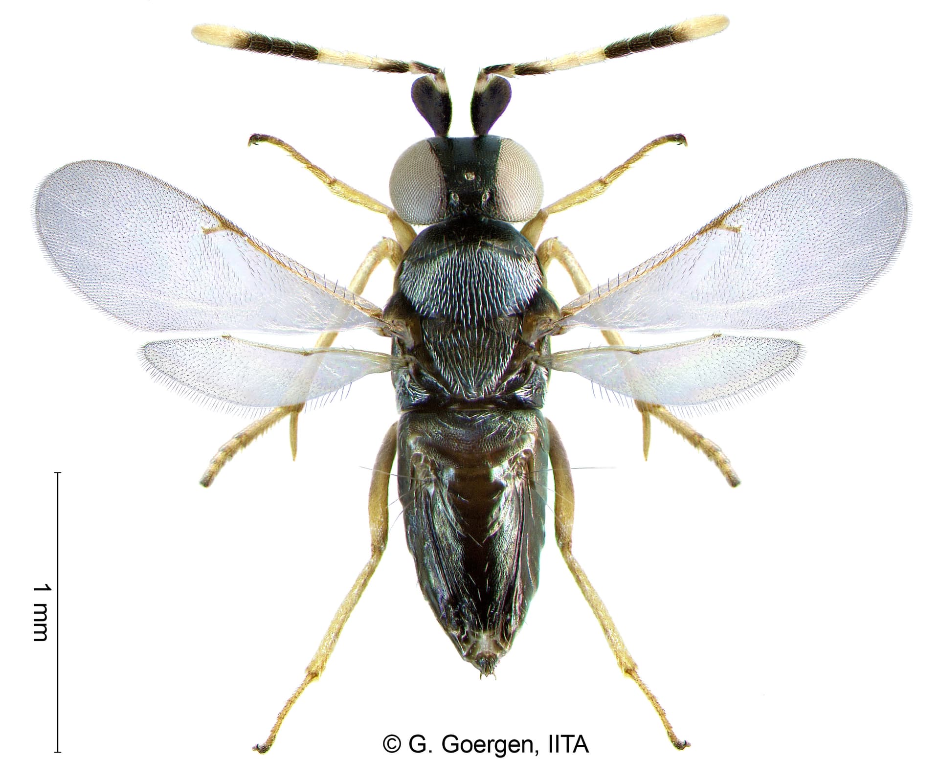 Close-up of Anagyrus lopezi wasp